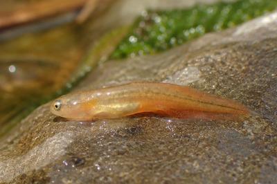 Lissotriton helveticus