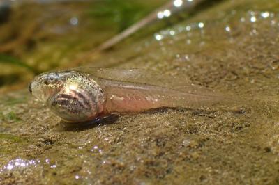Hyla meridionalis