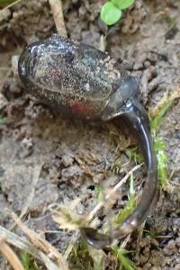Bufo spinosus / Epidalea calamita