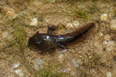 Bufo spinosus / Epidalea calamita