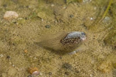 Pelophylax
