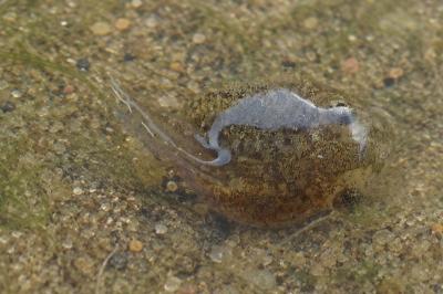 Pelophylax
