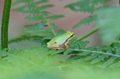 Hyla molleri