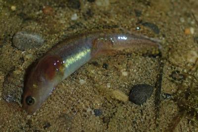 Ichthyosaura alpestris
