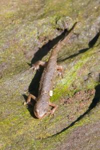 Lissotriton helveticus