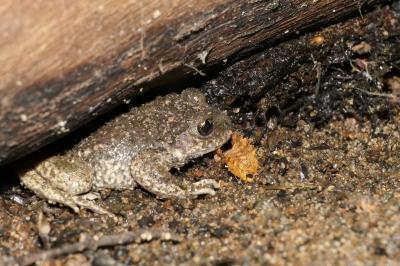 amphibiens1782048768