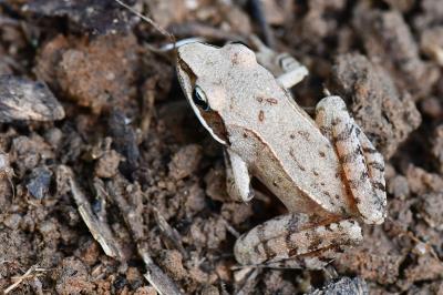 Rana dalmatina