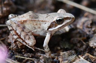Rana dalmatina