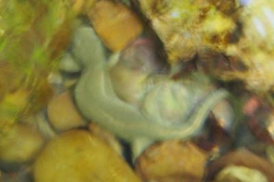 Calotriton asper