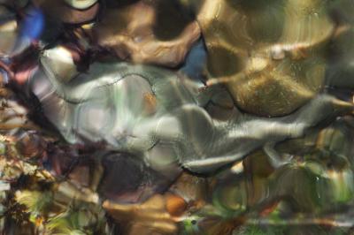 Calotriton asper