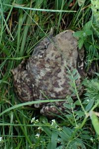 Bufo bufo