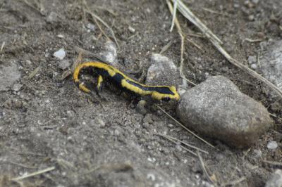 Salamandra salamandra fastuosa