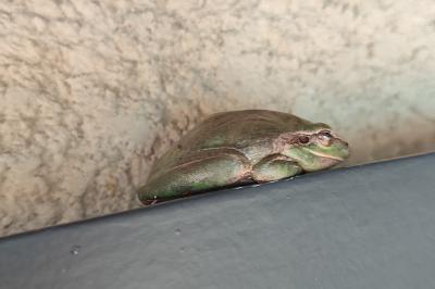 Hyla meridionalis