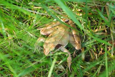 Rana dalmatina