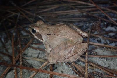Rana dalmatina