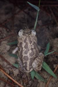Pelobates cultripes