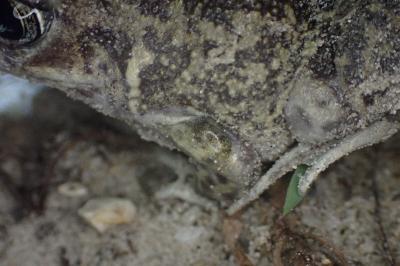 Pelobates cultripes