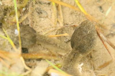Rana temporaria