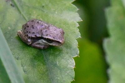 Hyla meridionalis