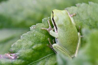 Hyla meridionalis