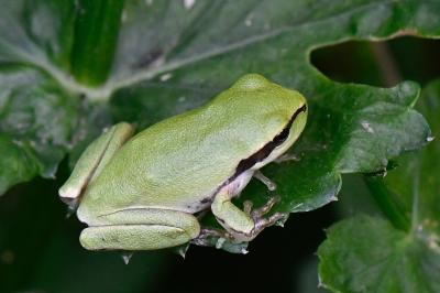 Hyla meridionalis