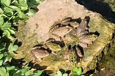 Pelophylax kl. esculentus