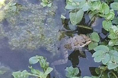 Pelophylax kl. esculentus