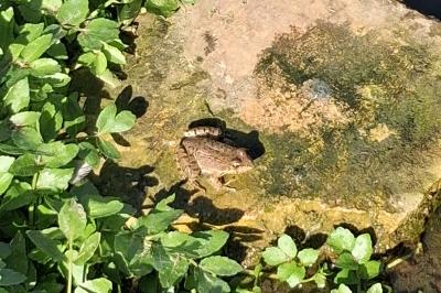 Pelophylax kl. esculentus