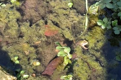 Pelophylax kl. esculentus