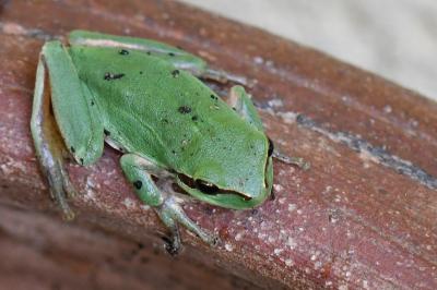 Hyla meridionalis