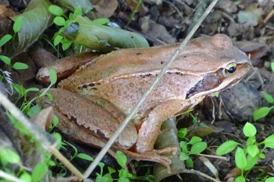 Rana temporaria