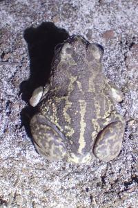 amphibiens1787251735