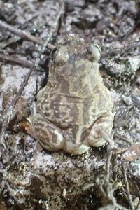 amphibiens1787251908