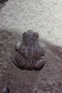 amphibiens1787252059