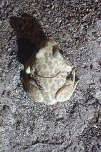 amphibiens1787252167