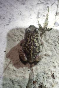 amphibiens1787252269