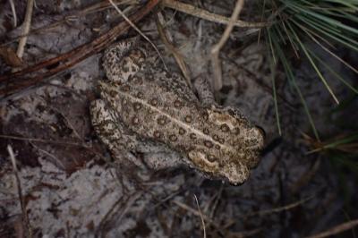 Epidalea calamita