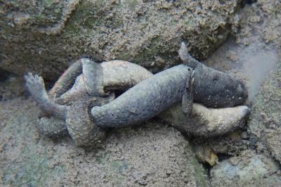 Calotriton asper