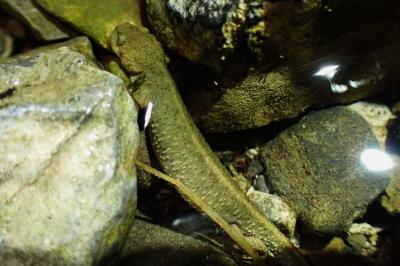 Calotriton asper