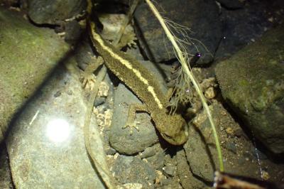 Calotriton asper