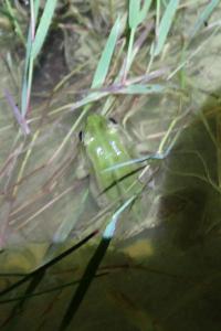 amphibiens1789765597