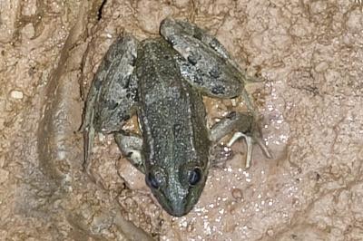 Pelophylax