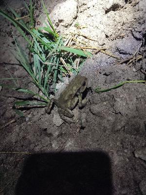 amphibiens1790966237607odk