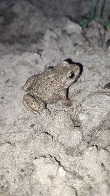 amphibiens1790966490948odk