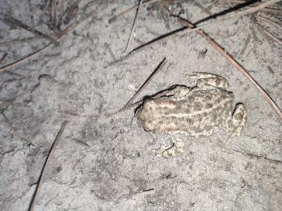 amphibiens1790966952191odk