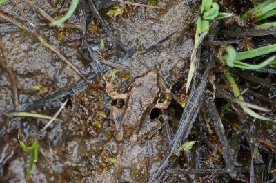 amphibiens1792874826