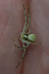 Misumena vatia