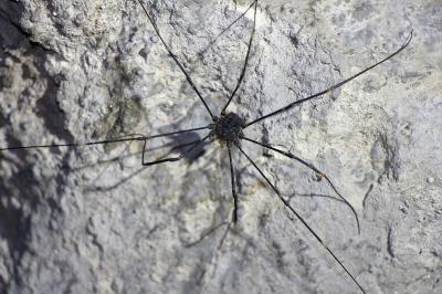 Gyas titanus