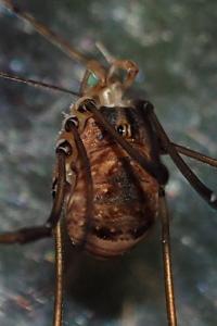 Leiobunum blackwallii