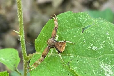 Pistius truncatus